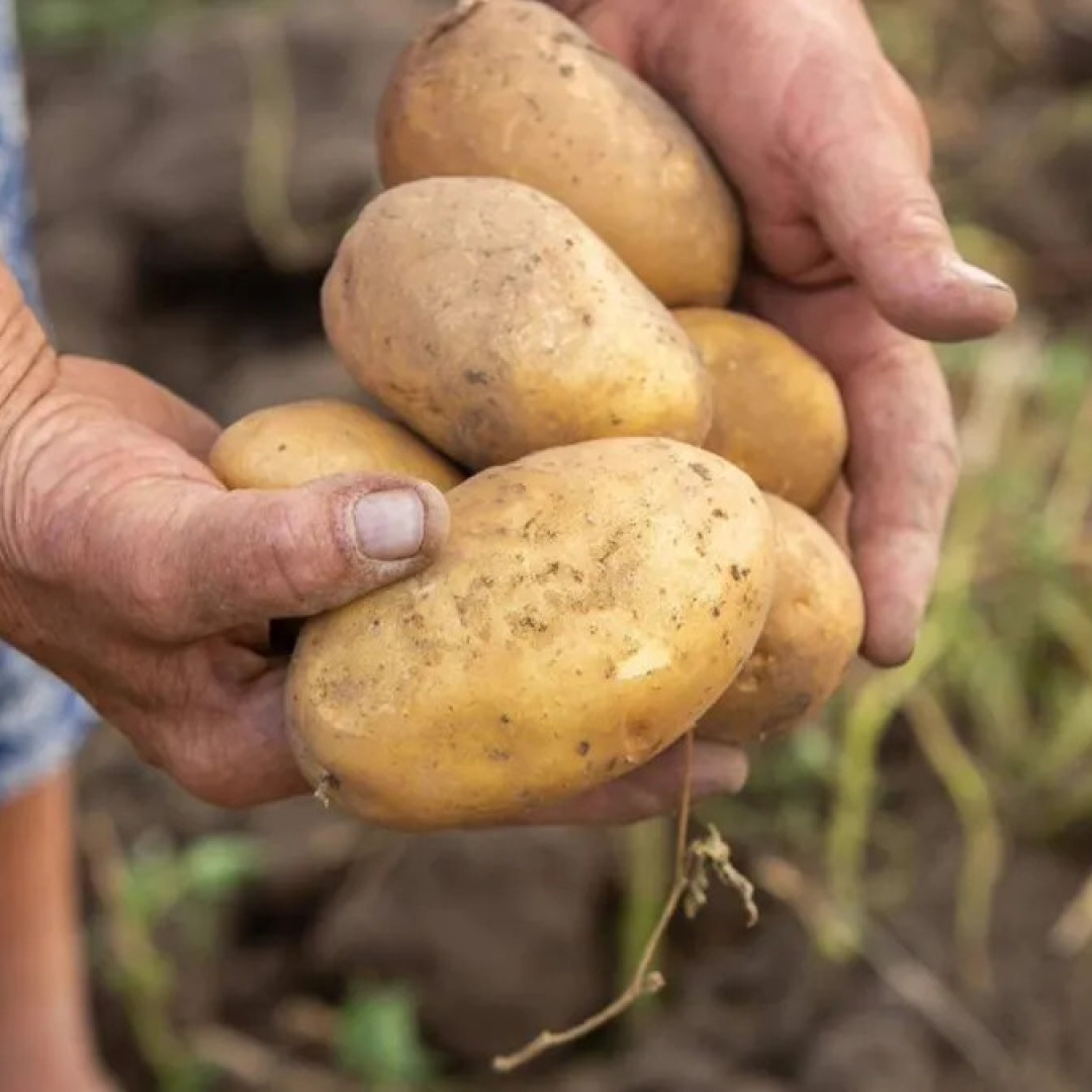 Genetic Adaptation of Indigenous Andeans Linked to Potato Consumption