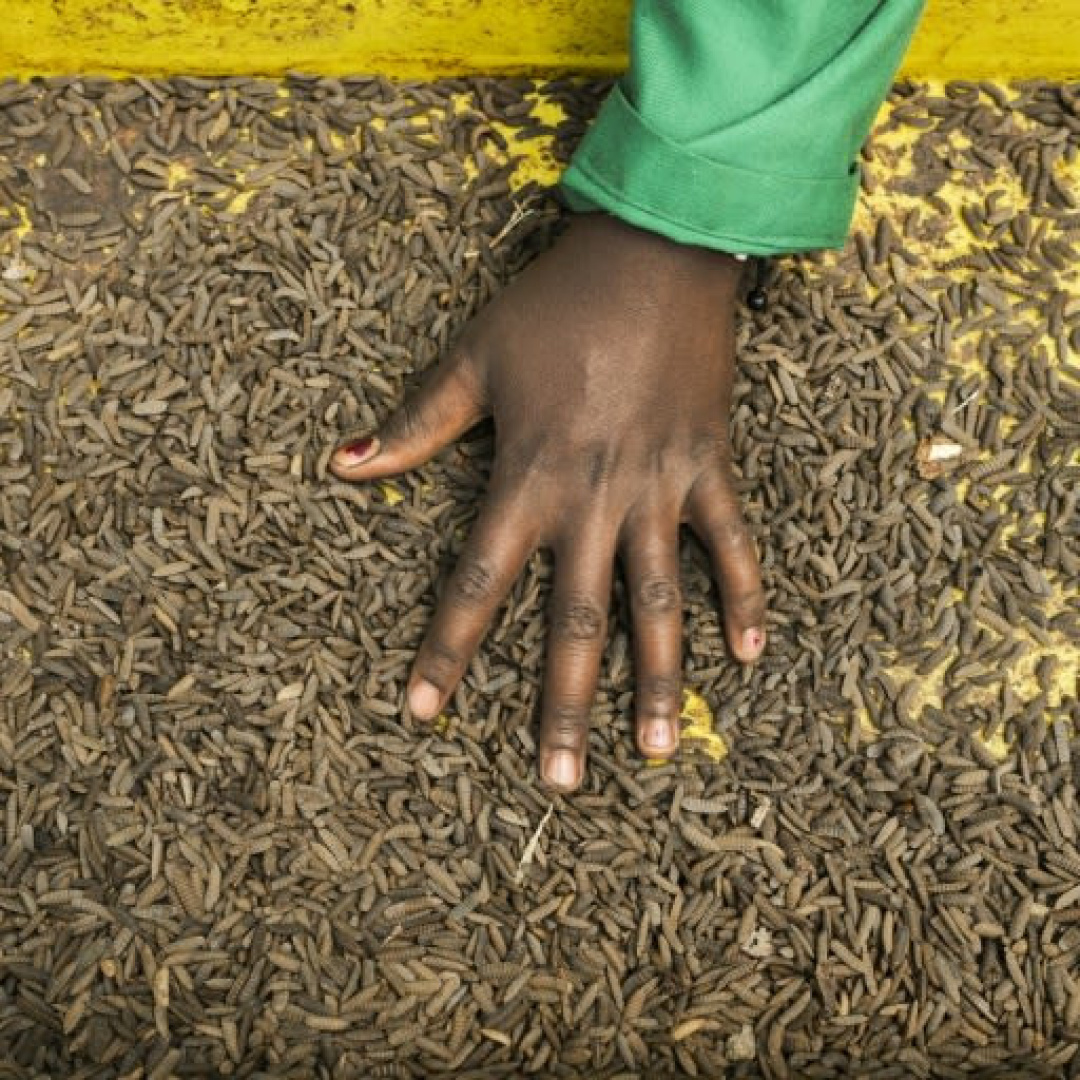 Kenyan Farmers Embrace Organic Fertilizers to Combat Soil Degradation