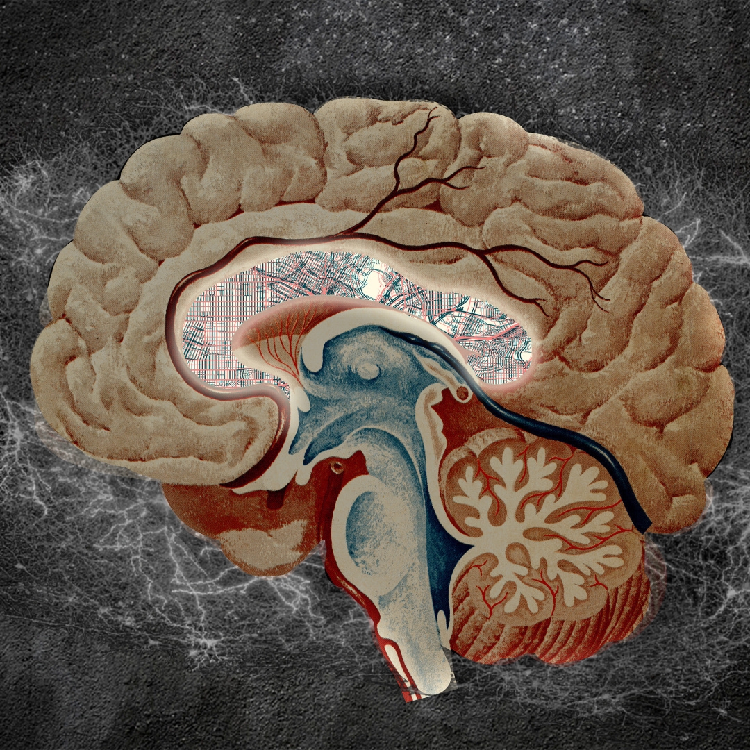 New Neuron Atlas of the Striatum Could Inform Treatments for Brain Disorders