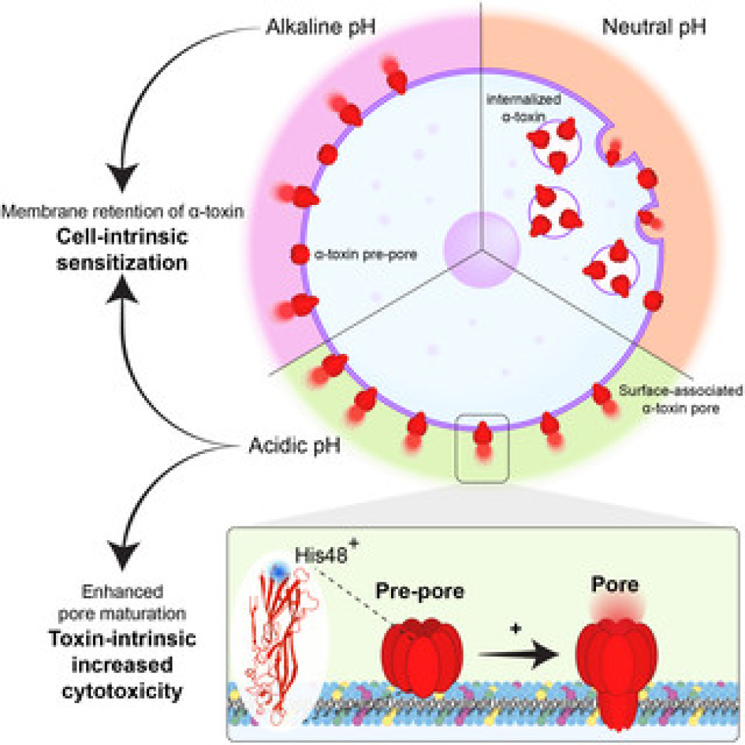 pH Levels Influence Cytotoxicity of Staphylococcus aureus α-toxin