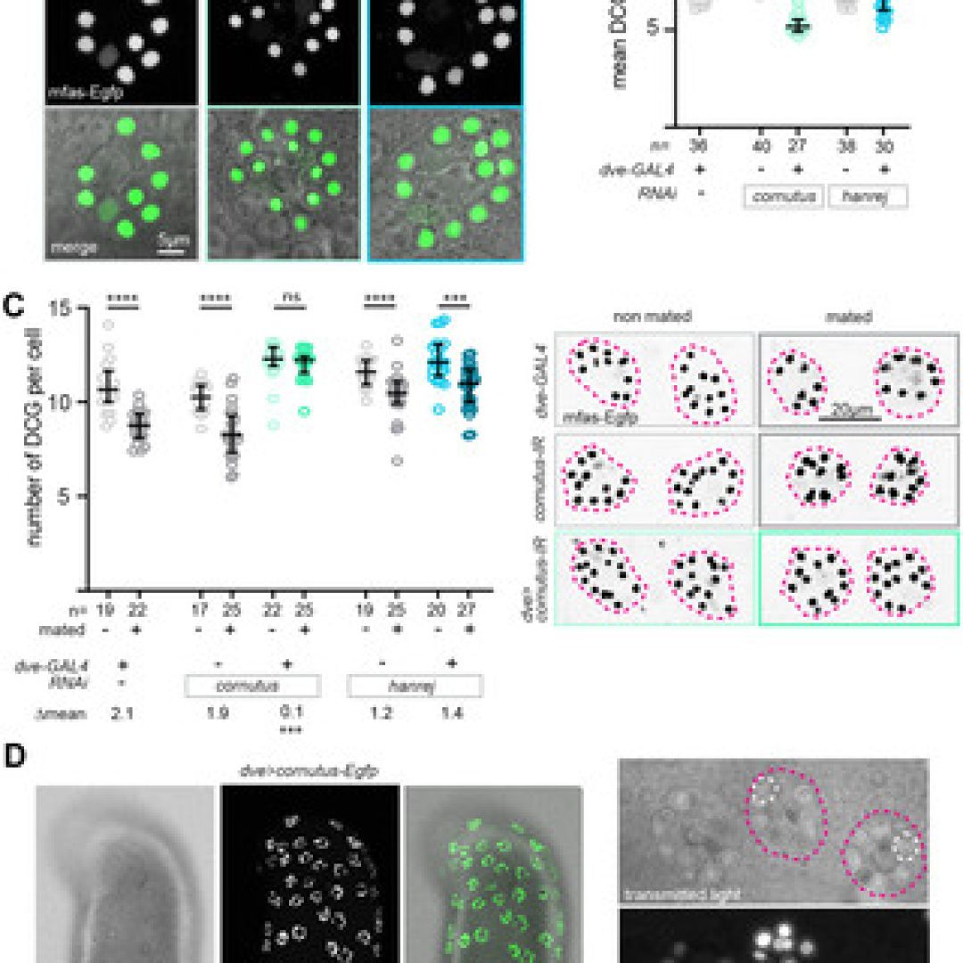 Abdominal-B's Role in Seminal Fluid Composition and Fecundity in Drosophila