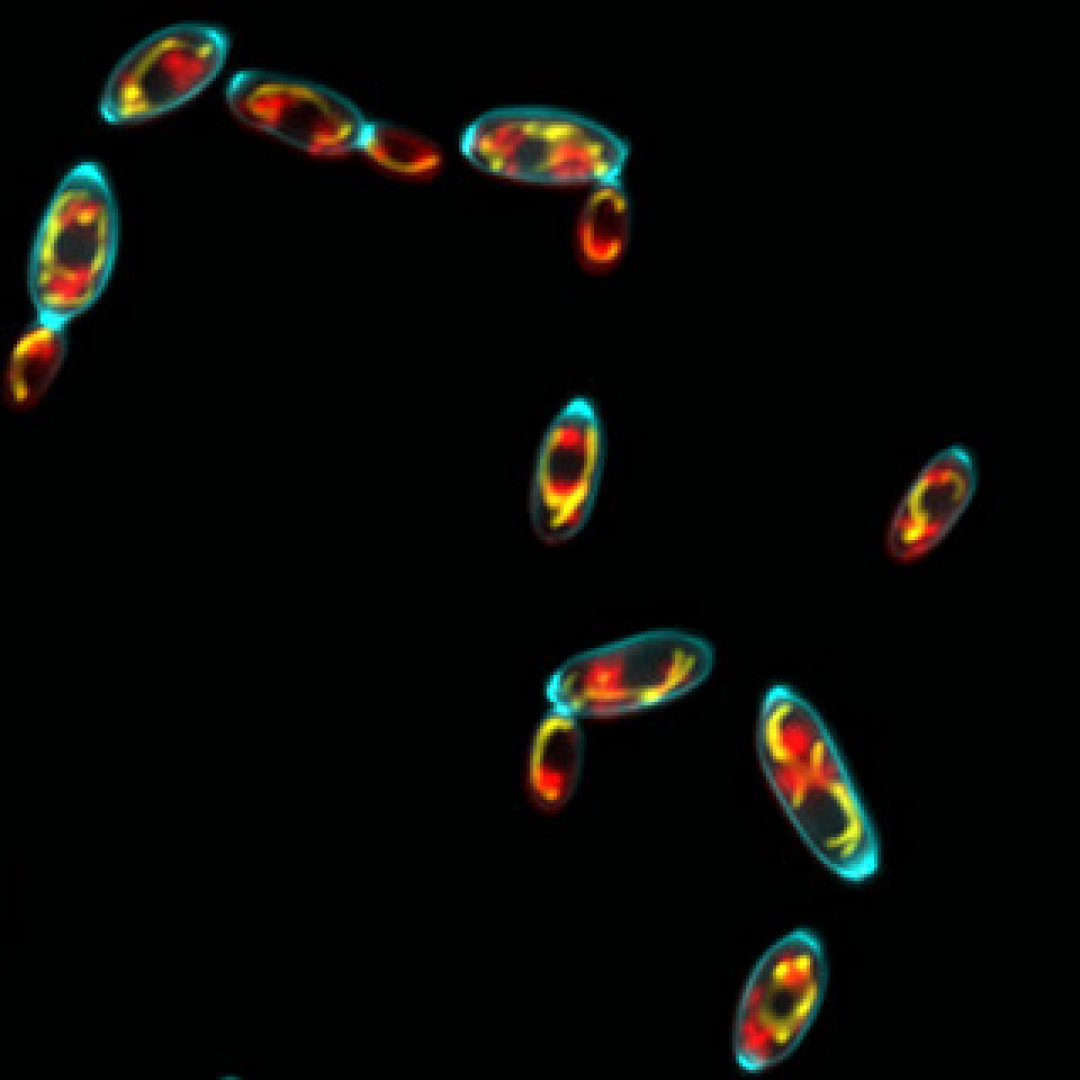 Study Reveals Cbr1's Role in Fungal Nutrient Sensing and Gene Activation