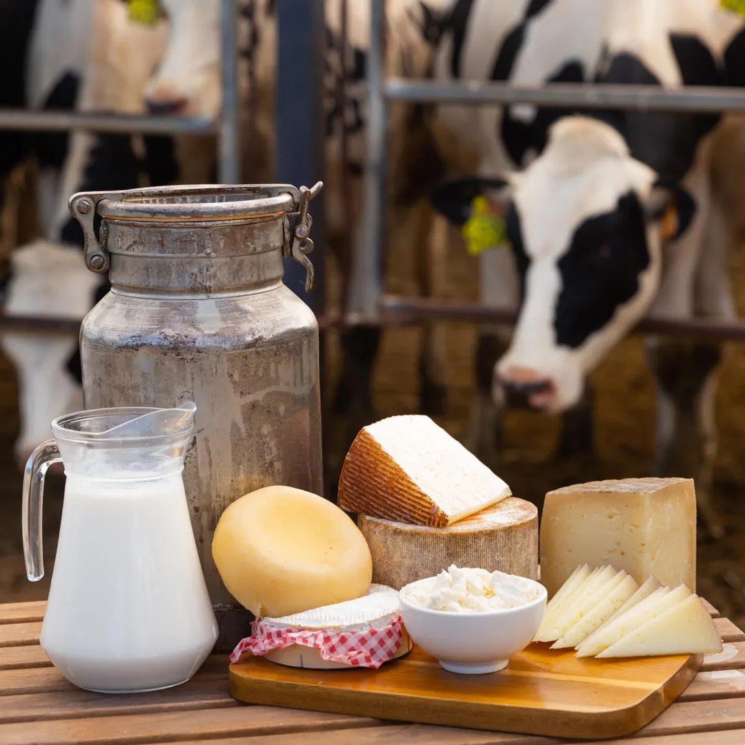 Study Finds Dairy Trans Fats Do Not Increase Heart Disease or Diabetes Risk